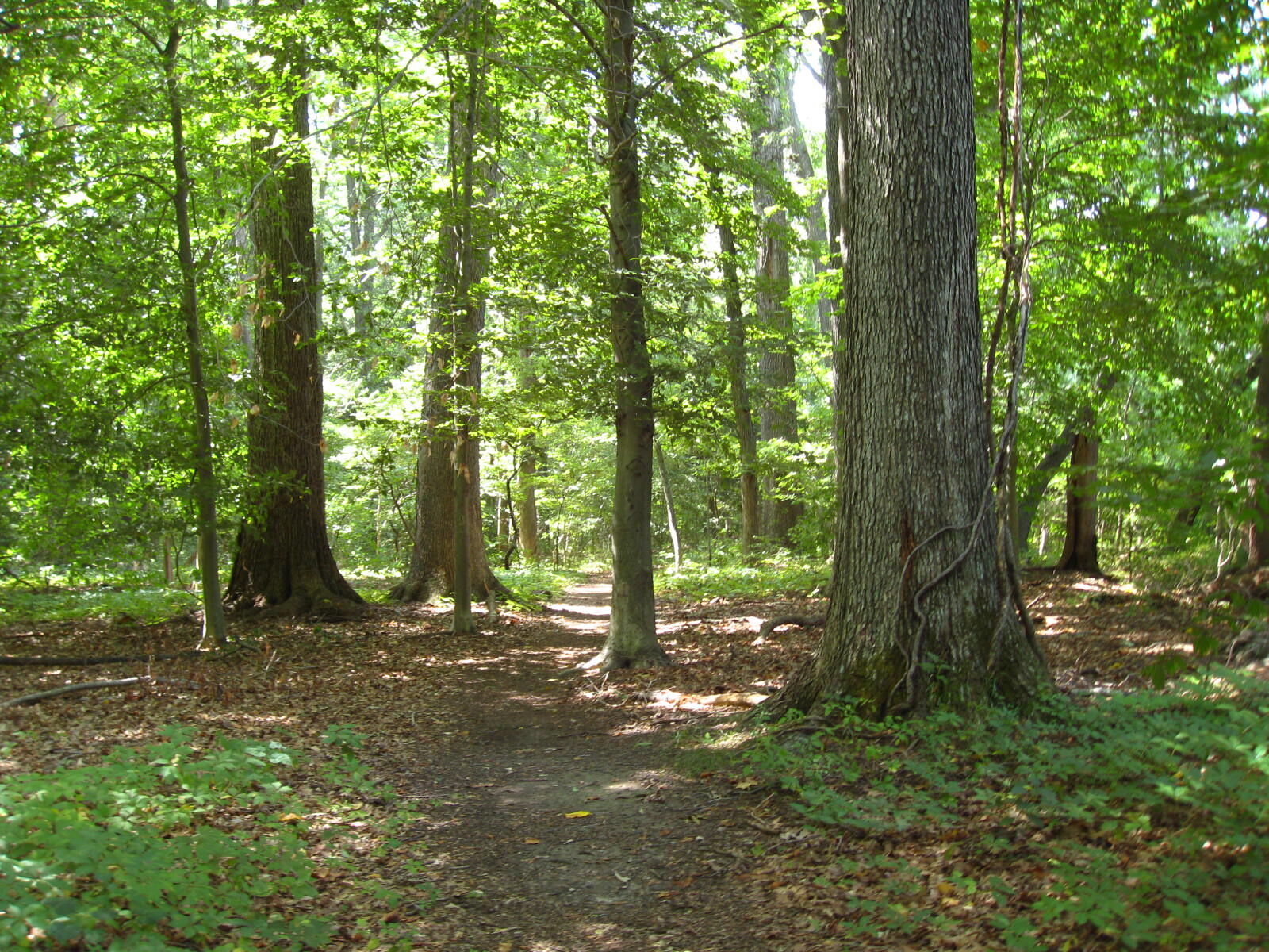 Schoolhouse Woods, MD